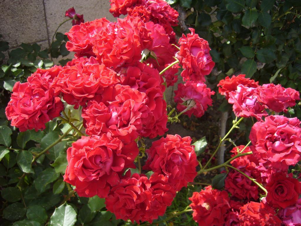 Rhodian Rose Lejlighedshotel